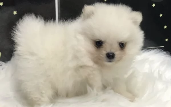cuccioli di spitz di pomerania eccezionali e favolosi 