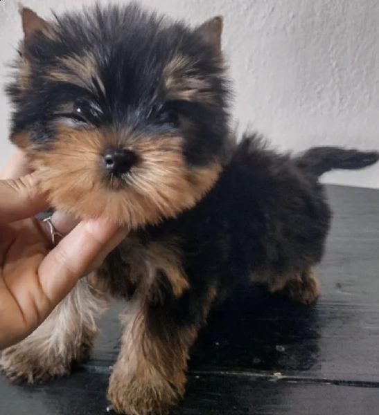 cuccioli di yorkshire generosi e tranquilli
