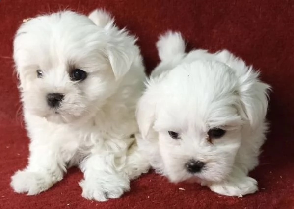 cuccioli di maltese gienerosi e favoloso