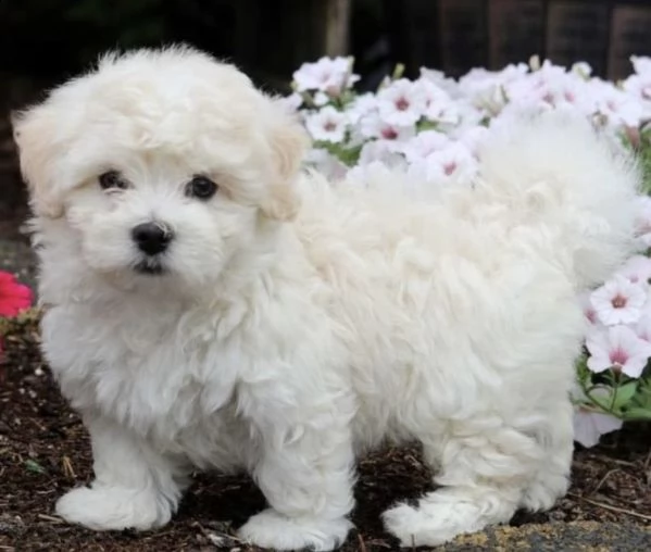 cuccioli di maltipoo frise