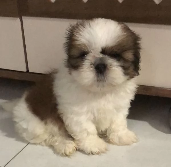 cuccioli di shitzu pronta consegna 