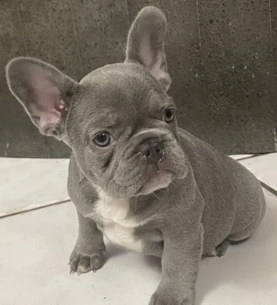 cuccioli di bull dog francese bellissimi
