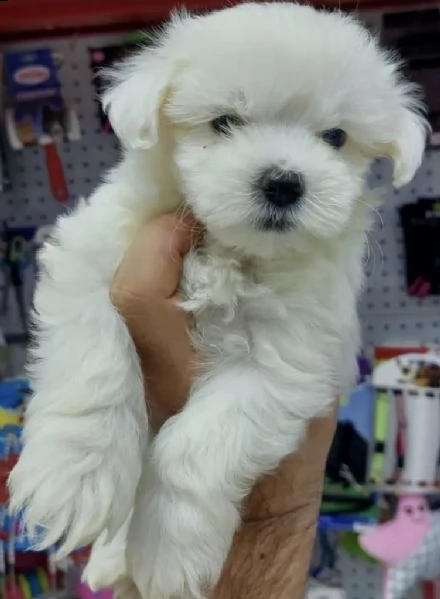 cuccioli di bishion frise rarissimi 