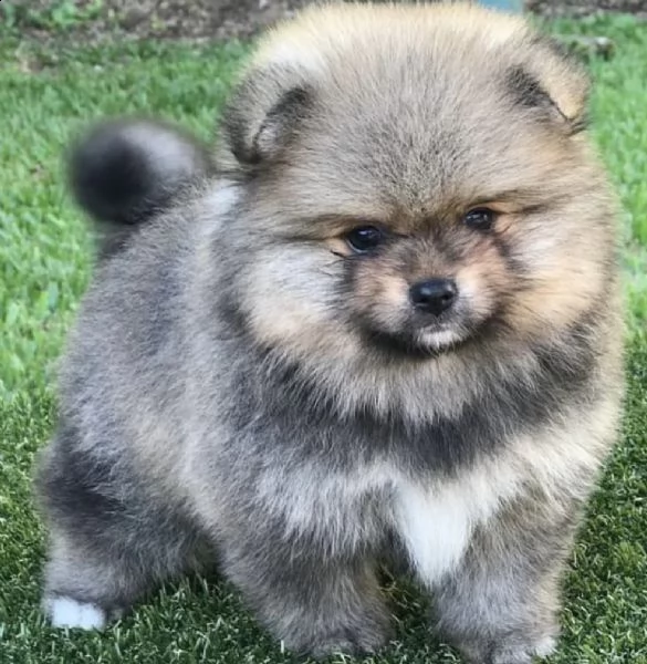 cuccioli di volpini di pomerania giusti