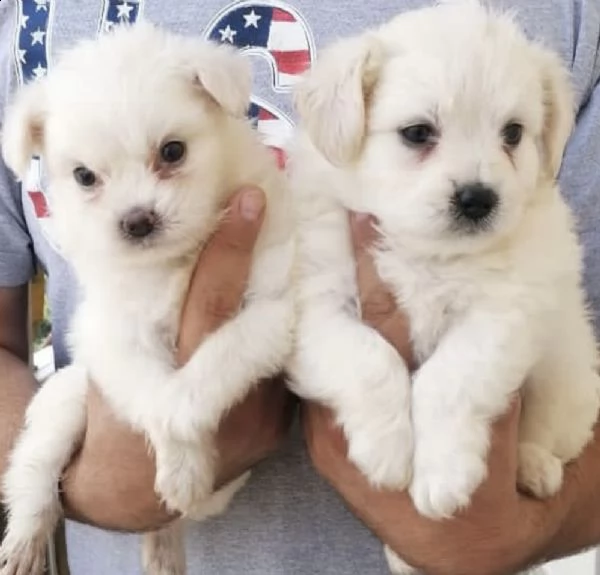 cuccioli di barboncini maltese fantastici