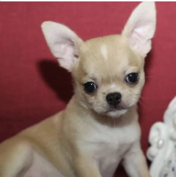 cuccioli di chiwawa amico