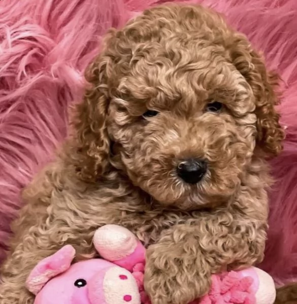 cuccioli di barboncini amico e tranquillo