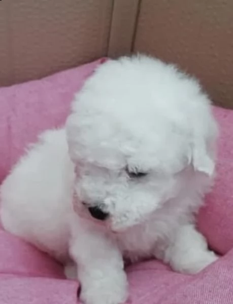 cuccioli di bolognese favolosi
