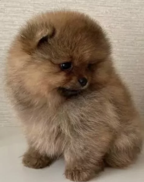 cuccioli di spitz di pomerania amichevoletti