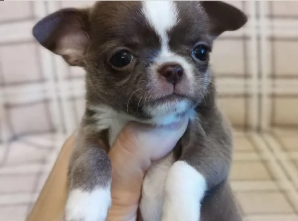 cuccioli di pincer chiwawa fantastici e bravi