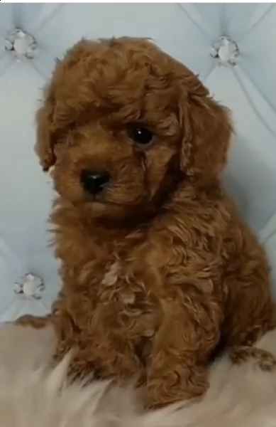 cuccioli di barboncini red gentilissimi 