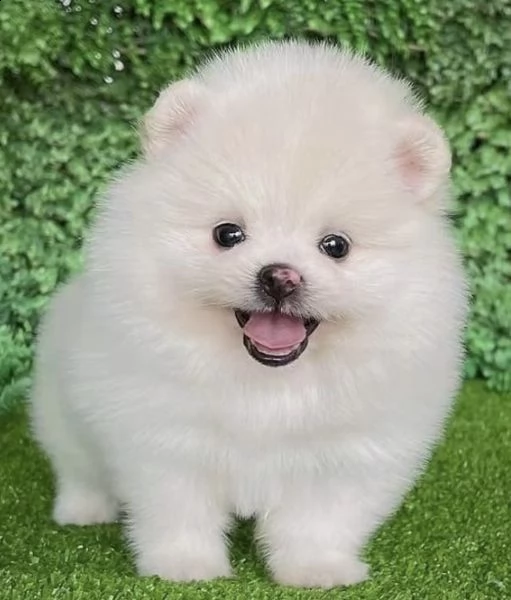 cuccioli di volpini di pimerania calmetti