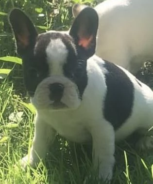 cuccioli di bull dog francese amichetti