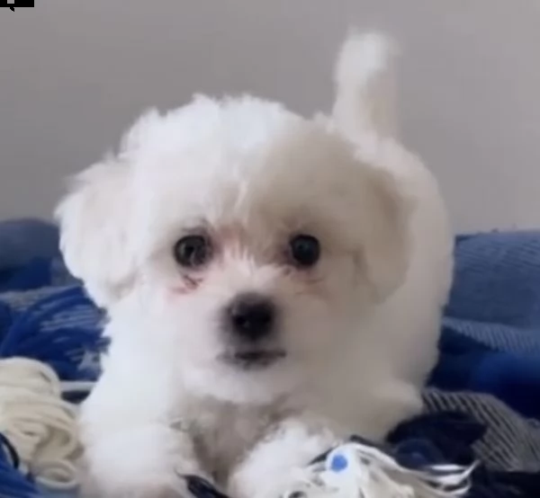 cuccioli di bolognese dolce e amichevoli