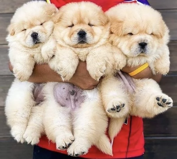 cuccioletti di chow chow amichetti