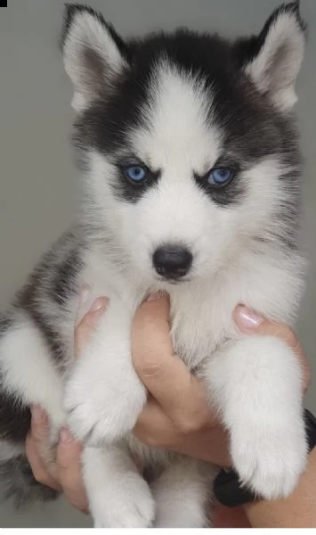 cuccioli di husky siberiani inteligenti e amichevoli
