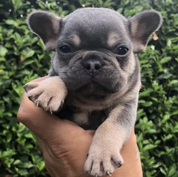 cuccioli di bull dog francesi intriganti e teneri