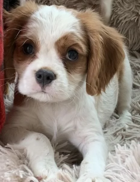 cuccioli di cavalier king super originali 
