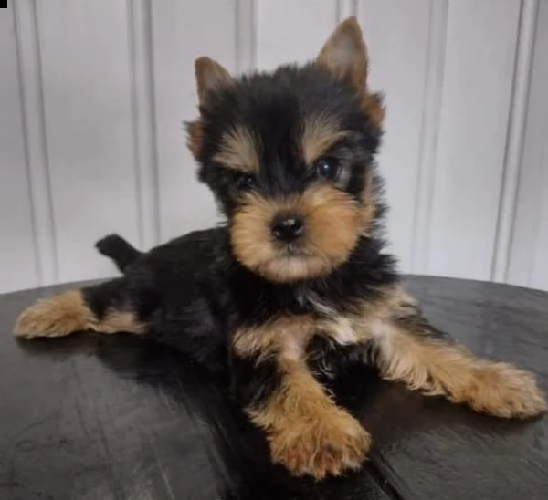  cuccioli di yorkshiree esagerati
