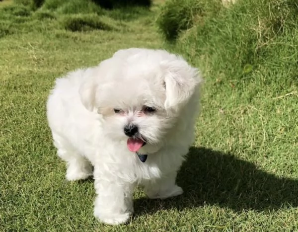 cuccioli di maltese buoni e favolosi 