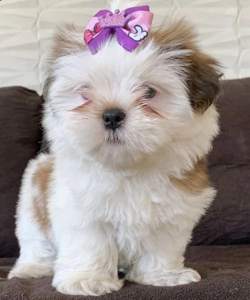 cuccioli di shitzu disponibili e puri