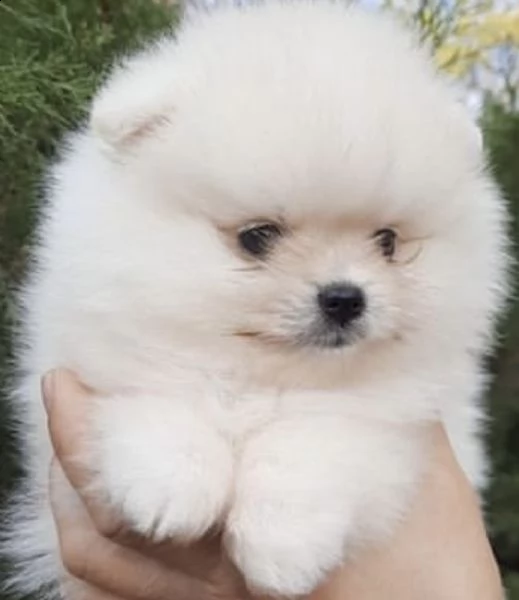cuccioli di volpino di pomerania dolce e favoloso