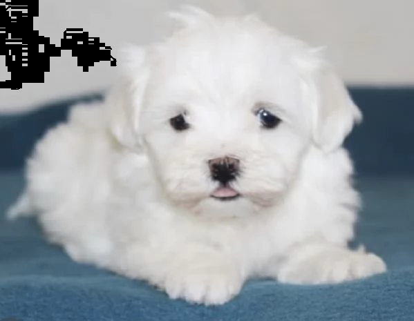 cuccioli di maltese dolci e puri 
