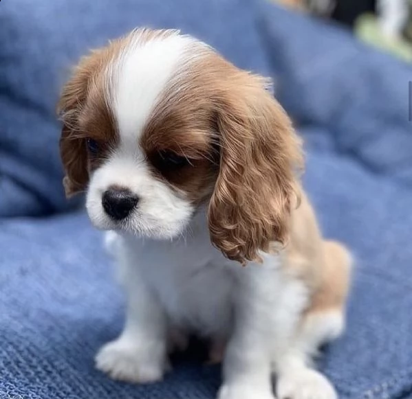 cuccioli di cavalierking dolci e tenerissimi
