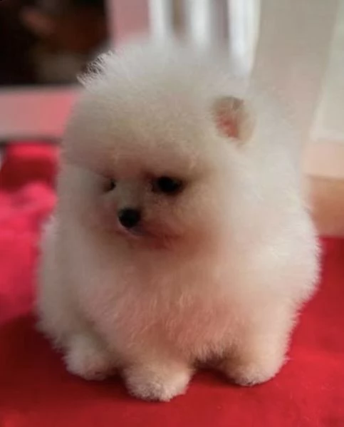 cuccioli di spitz di pomerania dolci e pure