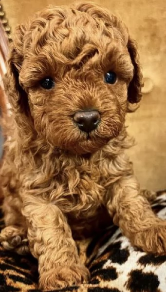 cuccioli di barboncini toy sani e intriganti