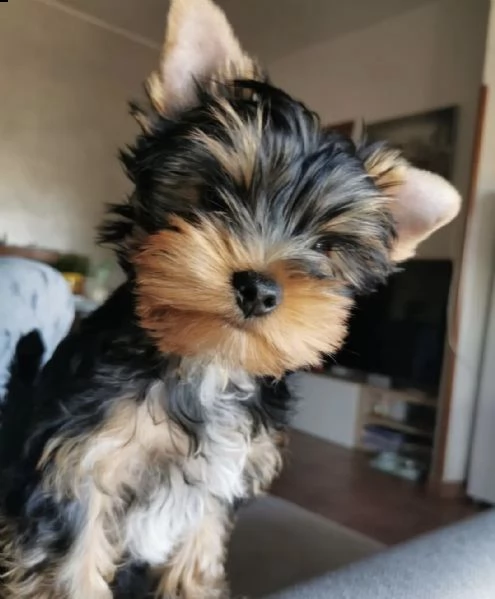 cuccioli di york shiree dolce e tenero