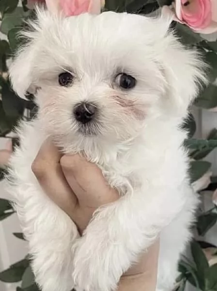 cuccioli di maltese dilcissimi e tenerissimi 