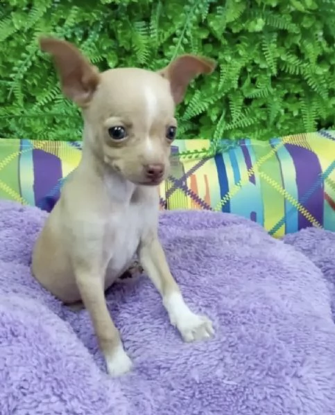 cuccioli di pincer chuwawa favalosi e calmi 
