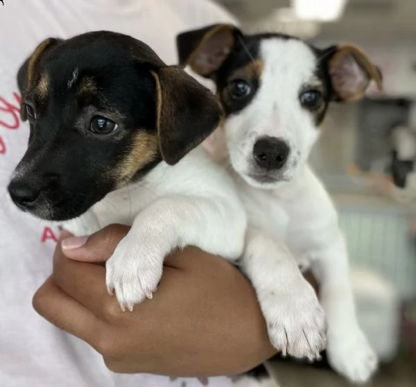 cuccioli di jakrusell favoloso e teneri