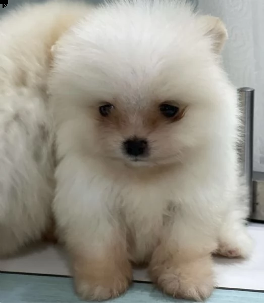 cuccioli di spitz della pomerania intriganti