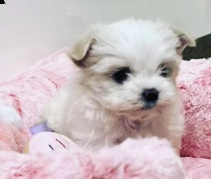cuccioli di barboncini malteses docili