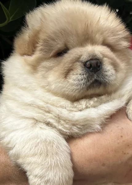 cuccioli di chow chow puro e tranquillo