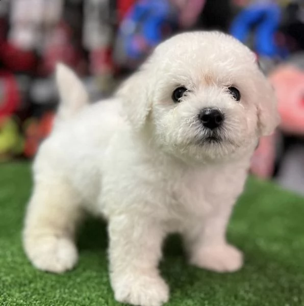 cuccioli di bolognesi dolci e veloci
