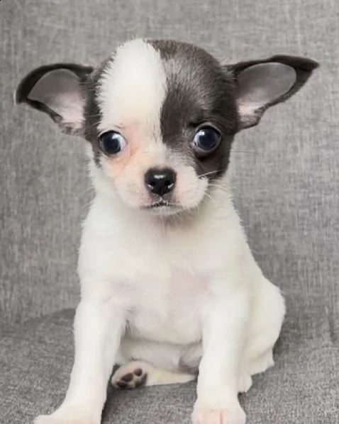 cuccioli di chiwawa sani e tranquilli