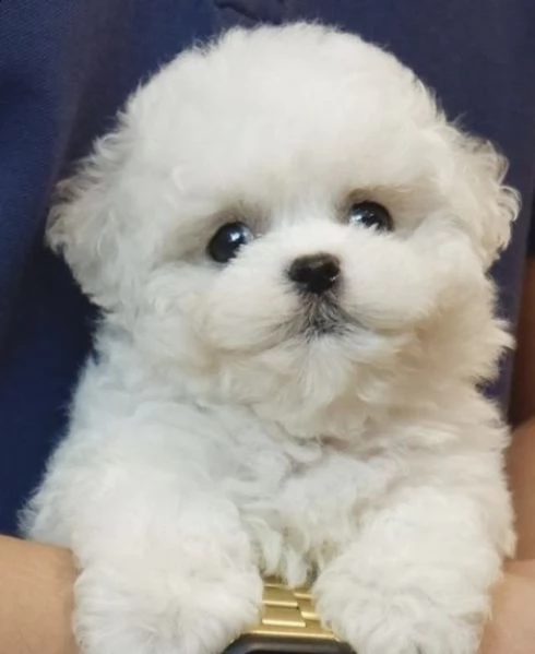 cuccioli di bishion frise vivaci