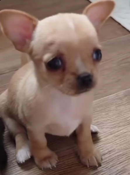 cuccioli di chiwawa belli e buoni 