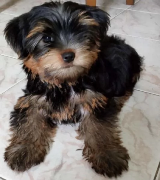 cuccioli di yorkshiree dolci e sani