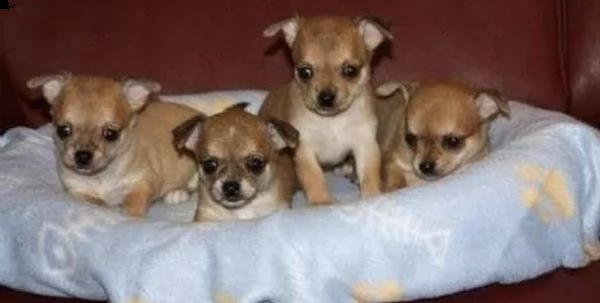 cucciolo di pincer chiwawa dolci e tranquilli