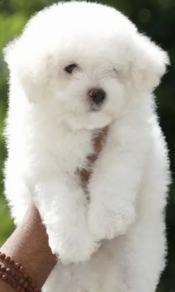 cuccioli di barboncini toy trepitosi