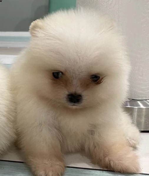 cuccioli di volpino di pomerania favoloso