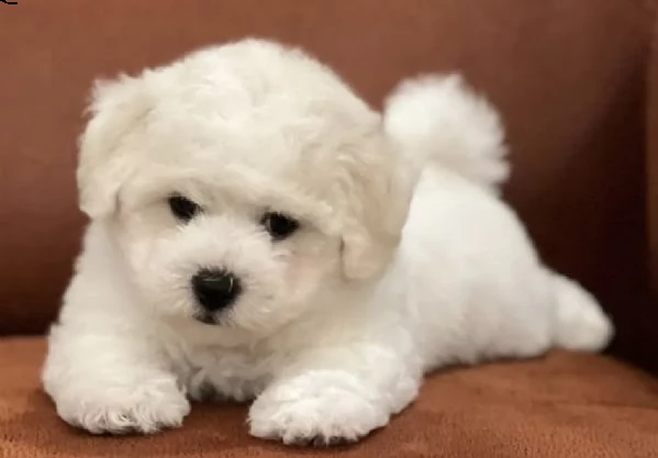 cuccioli di bishion frise favolosi e calorosi 
