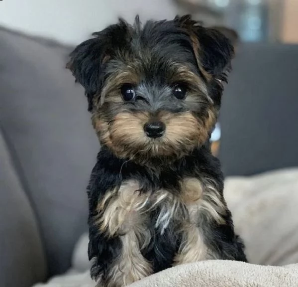 cuccioli di yorkshiree favolosi e gentili