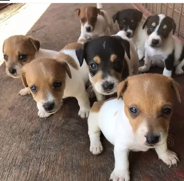 cuccioli di jakrusell belli e veloci