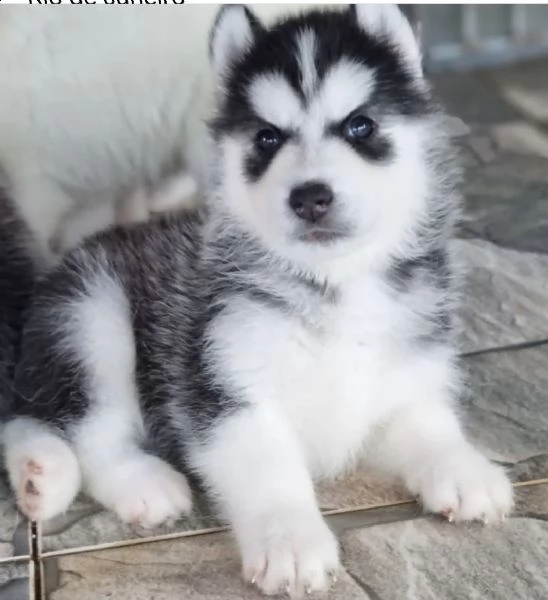 cuccioli di husky siberaino