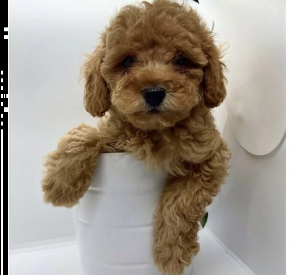 cuccioli di barboncini toy favoletti